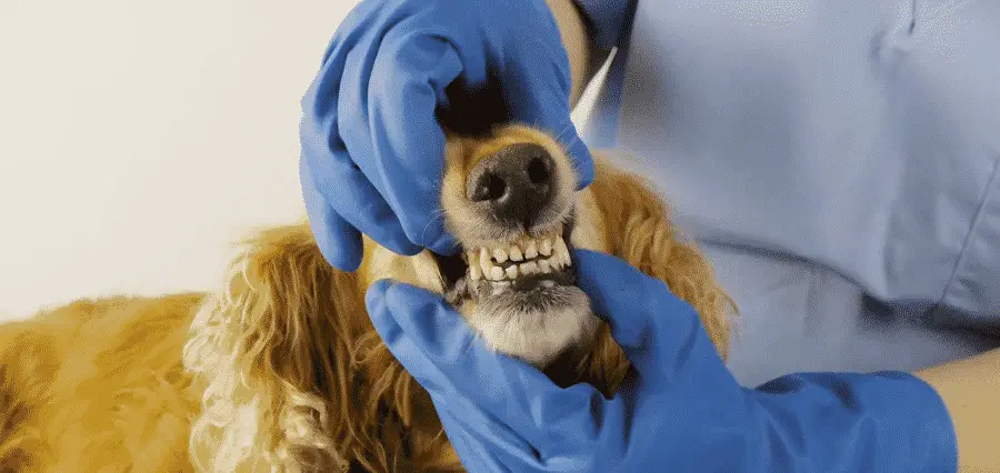 How Many Teeth Does A Cocker Spaniel Have