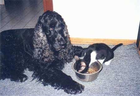 Are Cocker Spaniels Good With Cats