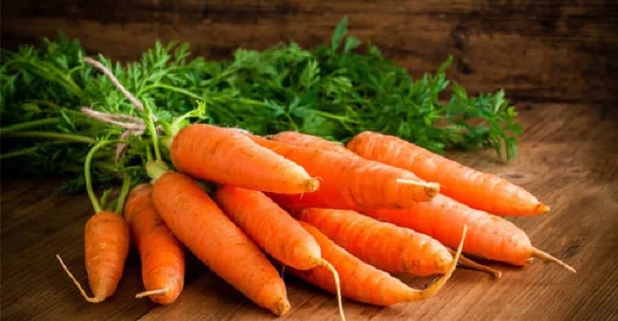 can cocker spaniels eat carrots