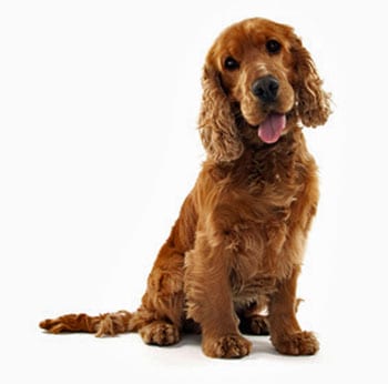 Is This The Best Training For A Cocker Spaniel? – Cocker Spaniel World